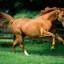 freddy-lowe-caballo freddy-lowe-caballo