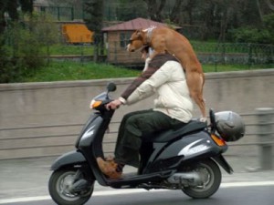 perro-en-scooter