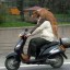 perro-en-scooter