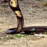 cobra monocular cobra monocular